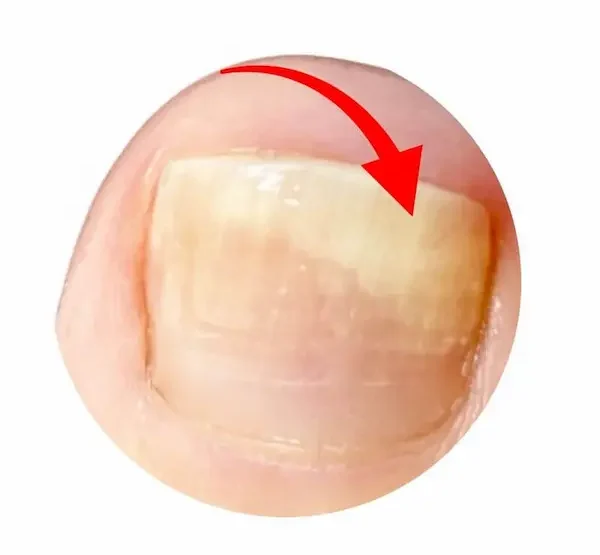 holznagel zeh jenncosmetic